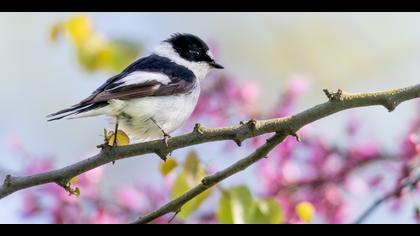 Halkalı sinekkapan » Collared Flycatcher » Ficedula albicollis