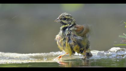 Bahçe kirazkuşu » Cirl Bunting » Emberiza cirlus