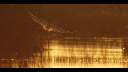 Büyük ak balıkçıl » Great Egret » Ardea alba