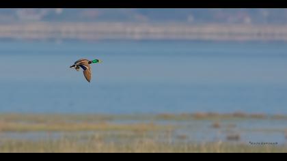 Yeşilbaş » Mallard » Anas platyrhynchos