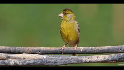 Florya » European Greenfinch » Chloris chloris