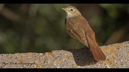 Bülbül » Common Nightingale » Luscinia megarhynchos