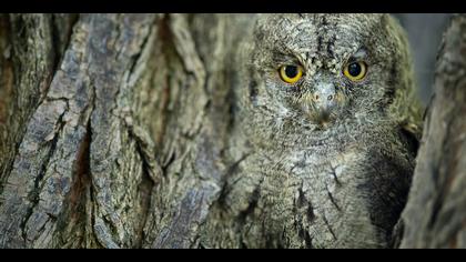 İshakkuşu » Eurasian Scops Owl » Otus scops