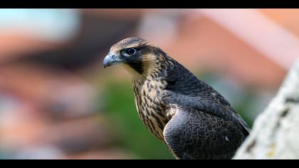 Gök doğan » Peregrine Falcon » Falco peregrinus