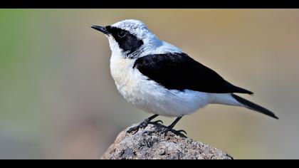 Karakulaklı kuyrukkakan » Black-eared Wheatear » Oenanthe melanoleuca