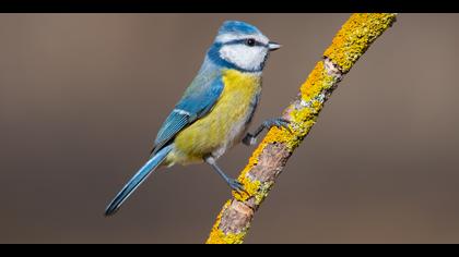 Mavi baştankara » Eurasian Blue Tit » Cyanistes caeruleus