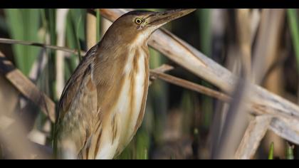 Küçük balaban » Little Bittern » Ixobrychus minutus