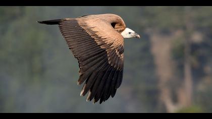 Kızıl akbaba » Griffon Vulture » Gyps fulvus