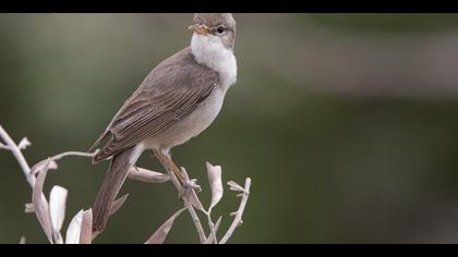 Dağ mukallidi » Upcher`s Warbler » Hippolais languida