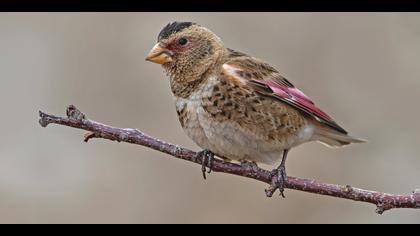 Alamecek » Eurasian Crimson-winged Finch » Rhodopechys sanguineus