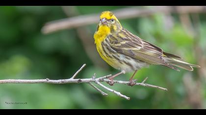 Küçük iskete » European Serin » Serinus serinus