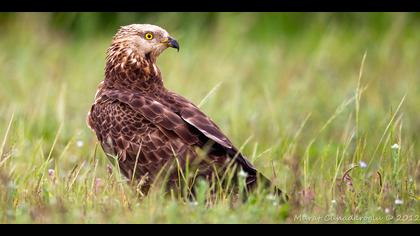 Arı şahini » European Honey Buzzard » Pernis apivorus