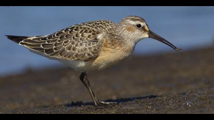 Kızıl kumkuşu » Curlew Sandpiper » Calidris ferruginea