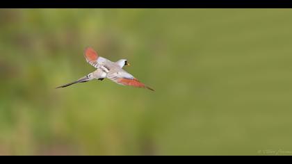 Kap kumrusu » Namaqua Dove » Oena capensis