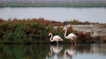 Flamingo