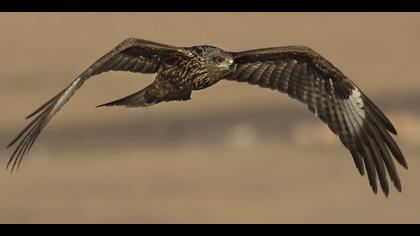 Kara çaylak » Black Kite » Milvus migrans