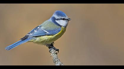 Mavi baştankara » Eurasian Blue Tit » Cyanistes caeruleus