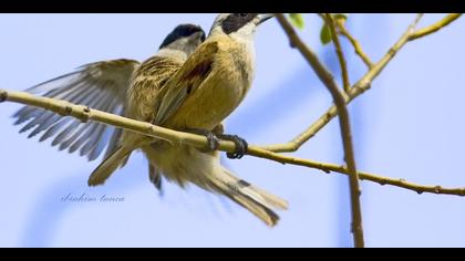 Çulhakuşu » Eurasian Penduline Tit » Remiz pendulinus