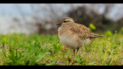 Dağ cılıbıtı » Eurasian Dotterel » Charadrius morinellus