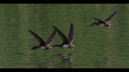 Akkarınlı ebabil » Alpine Swift » Tachymarptis melba