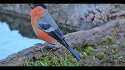 Şakrak » Eurasian Bullfinch » Pyrrhula pyrrhula