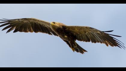 Küçük orman kartalı » Lesser Spotted Eagle » Clanga pomarina