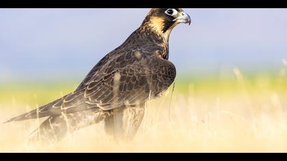 Gök doğan » Peregrine Falcon » Falco peregrinus