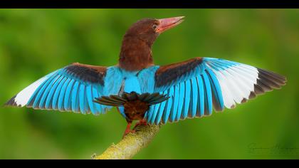 İzmir yalıçapkını » White-throated Kingfisher » Halcyon smyrnensis