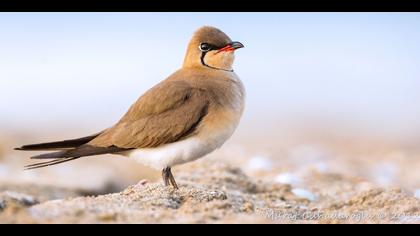 Bataklıkkırlangıcı » Collared Pratincole » Glareola pratincola