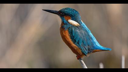 Yalıçapkını » Common Kingfisher » Alcedo atthis