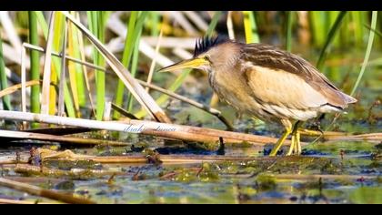 Küçük balaban » Little Bittern » Ixobrychus minutus