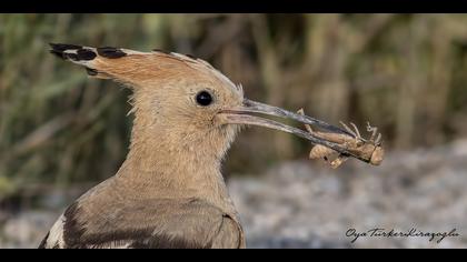 İbibik » Eurasian Hoopoe » Upupa epops