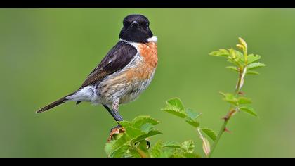 Taşkuşu » European Stonechat » Saxicola rubicola