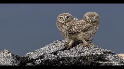 Kukumav » Little Owl » Athene noctua