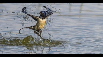 Kır kırlangıcı » Barn Swallow » Hirundo rustica