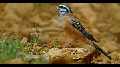 Kaya kirazkuşu » Rock Bunting » Emberiza cia