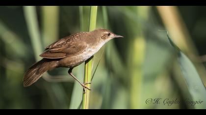 Bataklık kamışçını » Savi`s Warbler » Locustella luscinioides