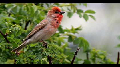 Çütre » Common Rosefinch » Carpodacus erythrinus