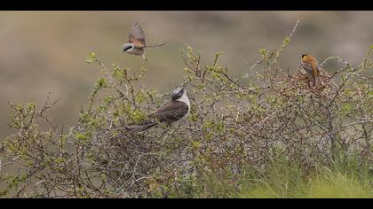 Tepeli guguk » Great Spotted Cuckoo » Clamator glandarius