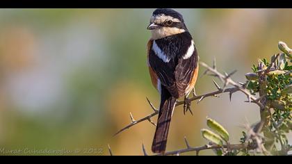 Maskeli örümcekkuşu » Masked Shrike » Lanius nubicus