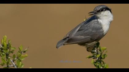 Kaya sıvacısı » Western Rock Nuthatch » Sitta neumayer