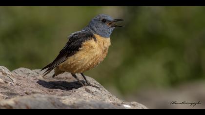 Taşkızılı » Common Rock Thrush » Monticola saxatilis