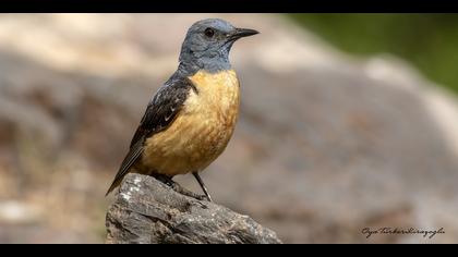 Taşkızılı » Common Rock Thrush » Monticola saxatilis