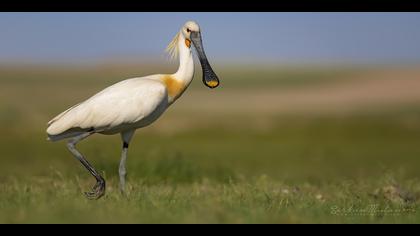 Kaşıkçı » Eurasian Spoonbill » Platalea leucorodia