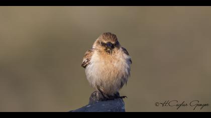 Kar serçesi » White-winged Snowfinch » Montifringilla nivalis