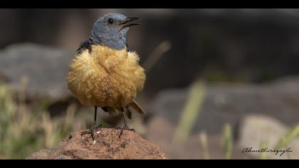 Taşkızılı » Common Rock Thrush » Monticola saxatilis