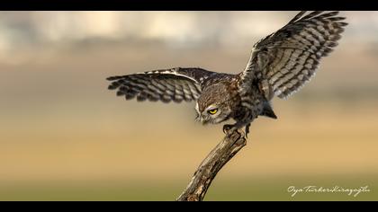 Kukumav » Little Owl » Athene noctua