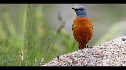 Taşkızılı » Common Rock Thrush » Monticola saxatilis