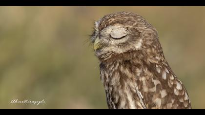 Kukumav » Little Owl » Athene noctua