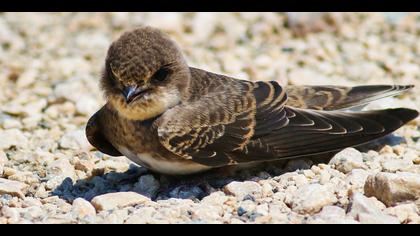 Kum kırlangıcı » Sand Martin » Riparia riparia